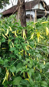 Benih Cabai ANJASTAMA: Solusi Cabai Menggantung & Tahan Virus