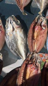 คุณสมบัติของแพว ผ่าแห้ง ไม่เค็ม สะอาด สดสะอาดจากแพว 30 วันหลัง (ปลาทู ช่วยพัฒนาสด)🐠