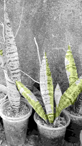 plants/gardening rooted plant/ live plant/ 1 pc /can be plant in water base to make it indoor plants 14 inches height and above/ cAn be a hydro plants indoors and outdoors plants