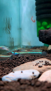 Blue Neon Goby (Stiphodon atropurpureus) Freshwater Decorative Fish Algae Cleaner Crew Planted Tank Aquarium