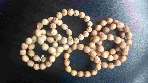 Gelang kelapa mini Klapa ratu ukuran kecil sangat unik langka