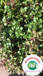 Serum HA ELBON - Thành Phần Thiên Nhiên - Cấp ẩm Ngăn Ngừa Lão Hóa Giúp Da Căng Mịn Trắng Sáng