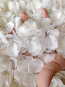 【5kg】深海野生龙趸鱼鱼鳞片Deep sea wild grouper scales