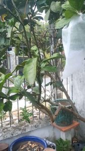 Túi vải chống côn trùng sài nhiều lần buột dây rút.