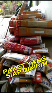 Paket 3 Pohon Tanaman Kunyit Putih Super Siap Tanam