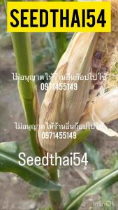 เมล็ดข้าวโพดเผือกหอม สี ม่วว สีม่วงขาว ฝักใหญ่ เหนียว กลิ่นหอมหวาน หอมบรรจุ 150-200เมล็ดั่