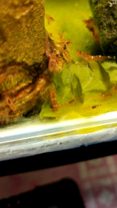 SULAWESI LIGHT RED STAR POINT GALAXY SHRIMP/浅红色星点银河苏虾/UDANG AQUARIUM