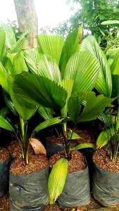 Tanaman hias Palem kipas / palem kol / bibit palem kipas