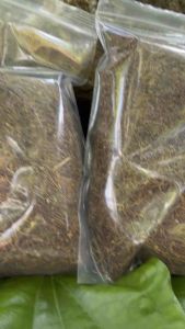 ยอดยาเหลืองกลายนครศรี(เส้นเล็ก) ไล่แมลง กำจัดศัตรูพืช ยากลายท่าศาลา นครศรีธรรมราช