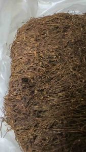 ยอดยาดำกลายนครศรี ไล่แมลง กำจัดศัตรูพืชทุกชนิด ยากลายท่าศาลา นครศรีธรรมราช