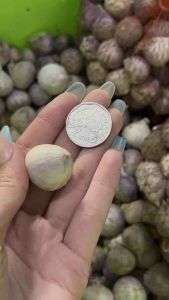 กระเทียมโทนสด