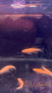 ［10ekor Free 2ekor ］Butterfly Zebra danio fish ｜ 蝴蝶斑马鱼 十只送二