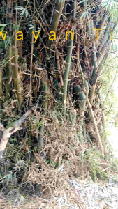Bamboo Slats for Plant Support and Fence (Kawayan Tinik - Durable) 2ft 3ft 4ft & 5ft