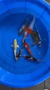 JAPAN KOI LOCAL BREED 6/7” HIGH GRADE 9pcs GOOD LUCK COMBO OFFER at 1288 + shipping 50 + FREE GIFTS ( showa kohaku shiro utsuri tancho karashigoi hi utsuri doitsu bekko )