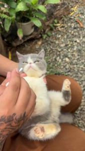 PET EAR CLEANER: A Comprehensive Guide to Ear Hygiene for Pets