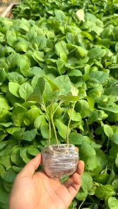 ( banyak pilihan ) bibit polybag terong hijau panjang siap tanam mudah untuk tumbuh