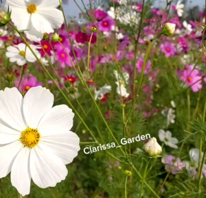 (KEMASAN PREMIUM) BIJI/BENIH BUNGA COSMOS MIX (isi -+200 butir)