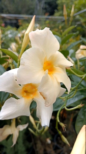 อมรเบิกฟ้าสีครีม กระถาง 8 นิ้ว สินค้ามาใหม่ (กทม)