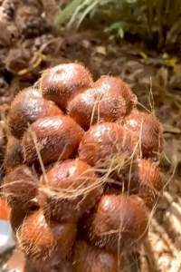 BUAH FRESHHH SALAK MADU PONDOH INDONESIA RANGUP TAK KELAT