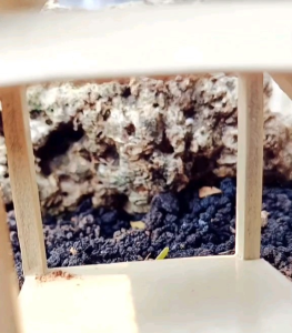 20 BUTIR BIJI/BENIH KAWISTA BATU | KAWISTA KRIKIL ( BAHAN BONSAI )