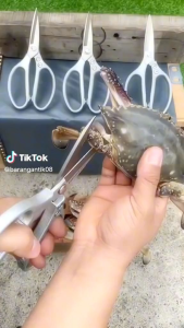 gunting daging multi fungsi orig japan