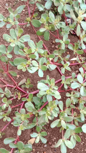 daun krokot fresh 250g