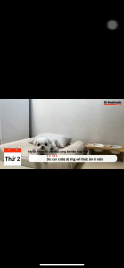 CARDIVET Thức ăn vặt thực phẩm chức năng hỗ trợ tim cho thú cưng