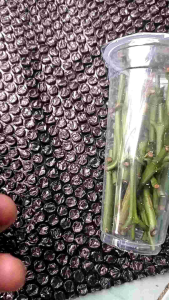 Entres Klon Viral Isi 125 Mata Tunas & Packing Wadah Kedap Udara