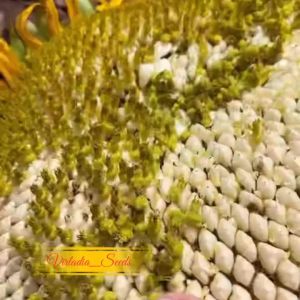 [Virladia Seeds] Biji Benih Bunga Matahari Raksasa Mammoth Grey