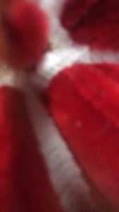 Cekak merdeka hari malaysia bunga raya kawat bulu