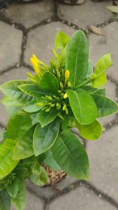 Asoka Singapura Bunga Kuning / Ixora Yellow / 新加坡黄仙丹花 / पीला इक्सोरा पौधा – Fast Blooming Long-Lasting Flowers Air Pur