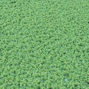 Azolla Micropylla 1 Kg Bibit Pakan Ternak