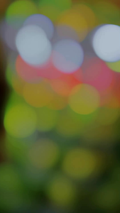 (1KG BENIH PADI IN HIBRIDA SIMBOK) Benih Berkualitas Unggul Potensi Hasil Panen 20-12 Ton Per hektar