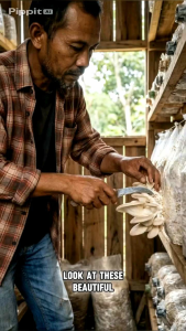 Nutrisi Tanaman Jamur Nutrisi Natural 600 ml. Panen 7 Kali Nutrisi Natural Untuk Baglog Fertilizer Untuk Budidaya Jamur Nutrisi Untuk Perpanjang Masa Produktif Baglog - Lazada