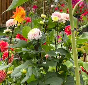 (KEMASAN PREMIUM) BIJI/BENIH BUNGA DAHLIA PINNATA (isi -+50 butir)