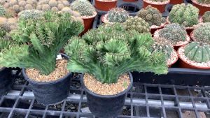 ต้นหยกหยกนำโชค ขนาดกระถาง 6 นิ้ว ต้นหยก ต้นหยกกำแพงเมืองจีน หยก หยกนำโชค หยกกำแพงเมืองจีน ต้นหยกนำโชค