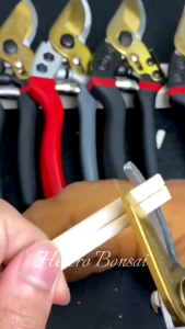 Gunting Dahan Stek KAPUSI STAINLESS STEEL HEAVY DUTY KAPUSI 8 INCH