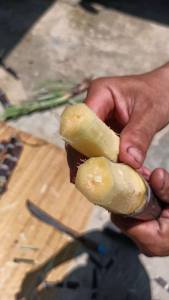 🎋พันธุ์อ้อยดำ อ้อยดำสายน้ำผึ้ง อ้อยมงคล อ้อยยา💊 เคี้ยวง่าย บำรุงร่างกาย💪🏼1ชุดได้2ท่อน สำหรับปลูกเท่านั้น🌱