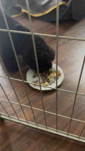 THUỐC BÉO MỊN TRÒN QUAY DÀNH CHO CHÓ MÈO (tăng cân)