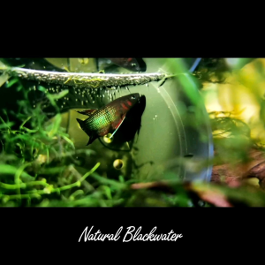 Wild Betta Livida Sepang (Pair)