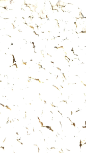 Kemasan 5KG Kencur Cikur Ciamis Asli Wangi Enak