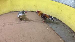 ไข่เชื้อพม่าสายพันธุ์เยียร์ รำวงจอมเตะ ใบละ 95บาท