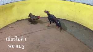 ไข่เชื้อ สายพันธุ์พม่า/เปรู เหลี่ยม รำวงแข้งหน้ารัวๆ