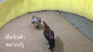 ไข่เชื้อ สายพันธุ์ุ พม่า/เปรู เหลี่ยมดีแข้งคมๆหนักๆรัวๆสไตล์ เปรูครับ