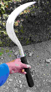 Sabat Tebu, Rumput Tebal, Jagung & Babat Kebun: Panduan Lengkap