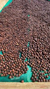 Espresso Kopi Susu Blend 20:80 Arabika Robusta (Biji/Bubuk) 1kg