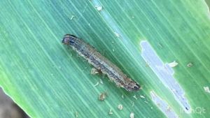 คลอร์ฟีนาเพอร์ คลอร์ฟีนาเพอร์24 % (สูตรเย็นเร็วแรง) ลิกการ์ด ปราบหนอนแมลงดื้อยา  กําจัดแมลง เพลี้ยไฟ หนอนกอ หนอนใย หนอนกระทู้