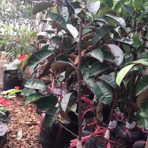 Cây giống vũ sữa mica vũ sữa tím siêu ngọt không có mủ cây giống chuẩn