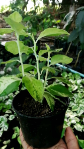 นางกวักราชินี กวักเงิน กวักทอง กวักเรียกทรัพย์ นางกวักมหามงคล( ต้นกระถาง 4 นิ้ว)