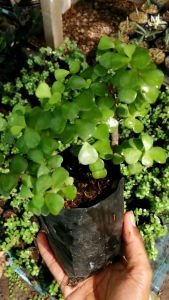 ต้นคลาสซูล่า ต้นปะการังสายรุ้งสีเขียว (1 ต้นในถุงดำ) (ตัดยอดสด 5 ยอด)ต้นไม้ดูดทรัพย์ ต้นเบี้ยเศรษฐี ต้นสายรุ้ง ไม้มงคลเรียกทรัพย์ ไม้ฟอกอากาศ